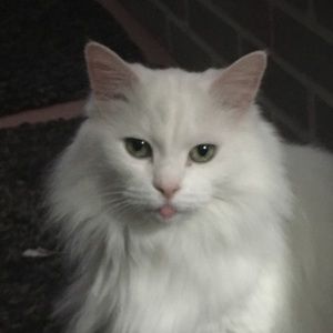 Meet your Posher, Rhonda